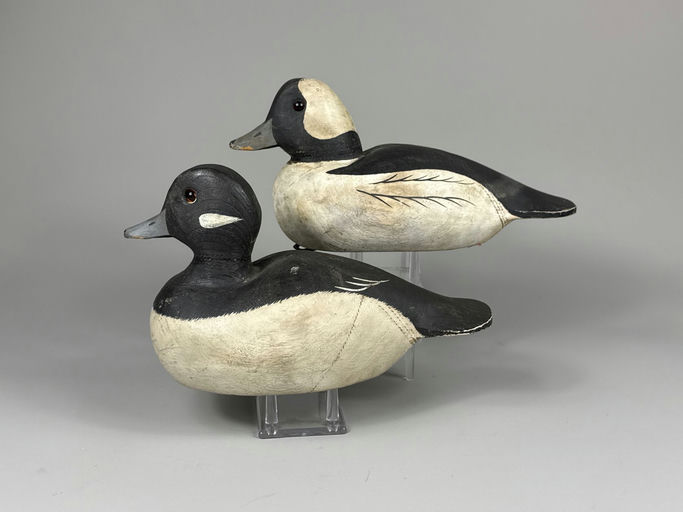 Roe Terry – Bufflehead – 2026
