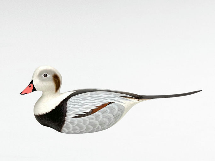 Tom Ferguson — Long Tail Drake