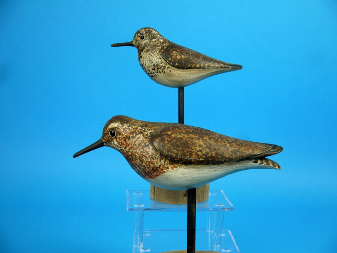 Steve Morey – Sanderling/Peep – 2026