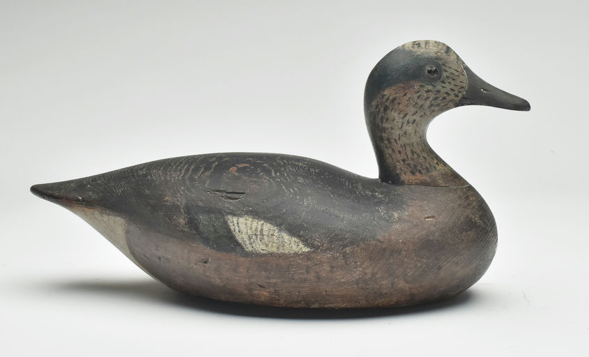 Joseph Lincoln – Wigeon – 2023