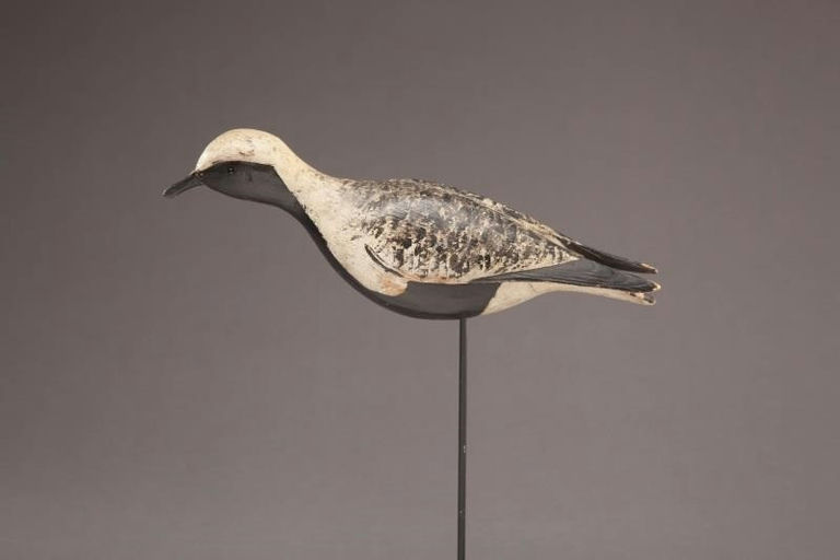 Elisha Burr – Black Bellied Plover – 2012