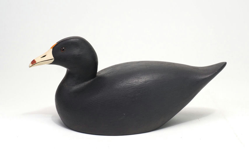 Ernie Fox — Coot