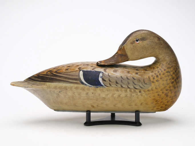 Robert Elliston – Preening Mallard Hen – 2024