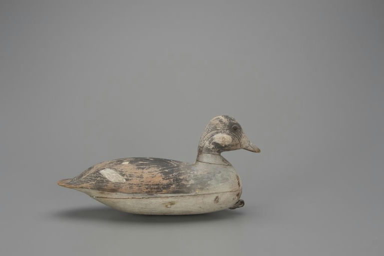 Harry V. Shourds – Bufflehead Hen – 2018