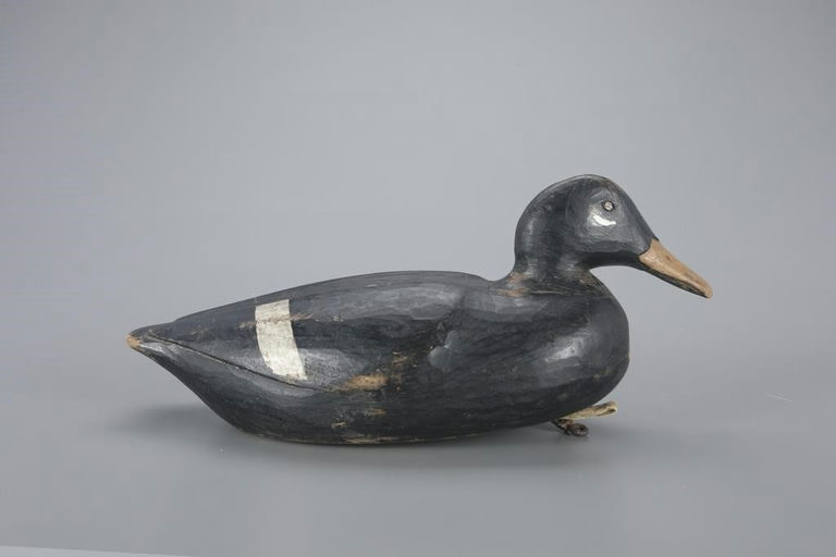 Gus Wilson – White-Winged Scoter – 2023
