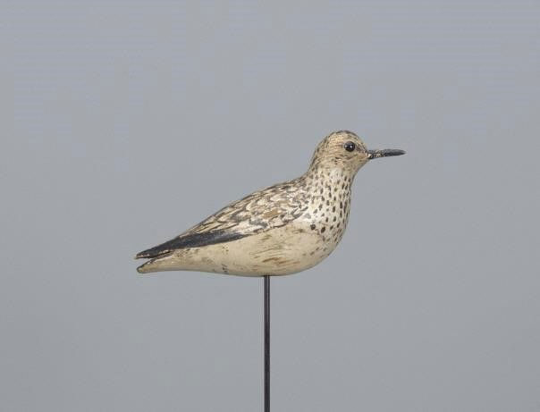 Elmer Crowell – Semi-Palmated Sandpiper – 2017