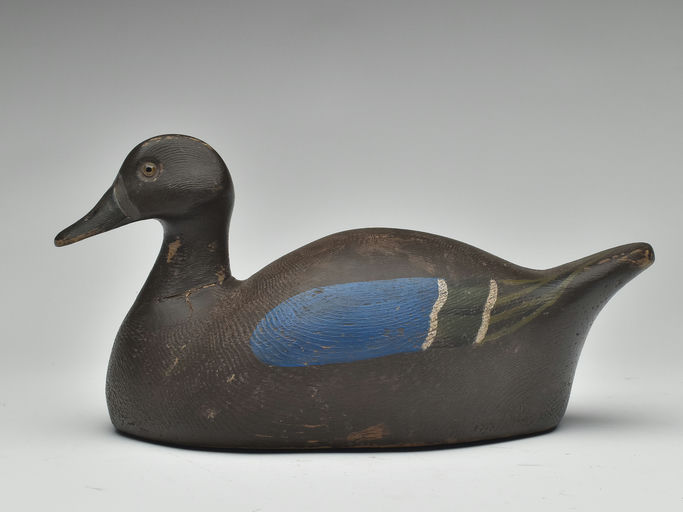 Frank Strey – Blue-winged Teal – 2023