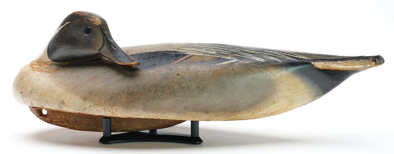 Oliver Lawson – Preening Pintail – 2025