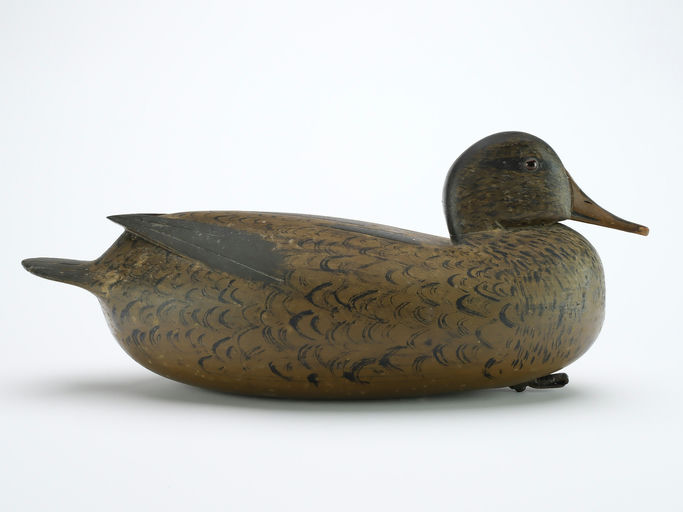 William Quinn – Mallard – 2024