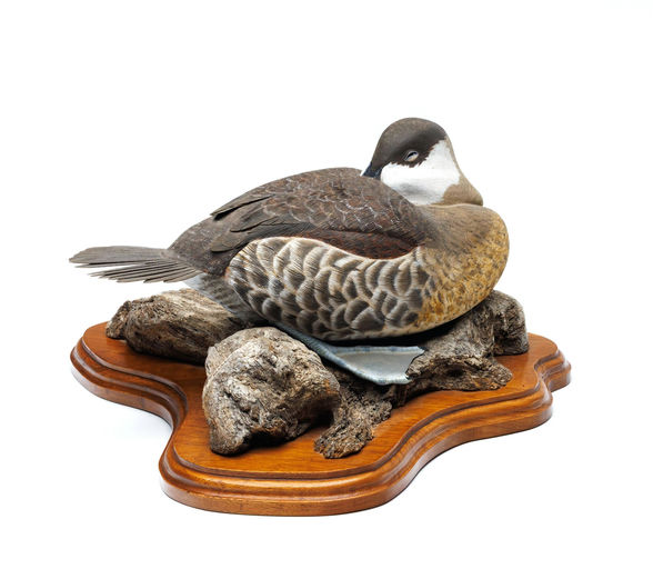 John Mello – Ruddy Duck – 2026