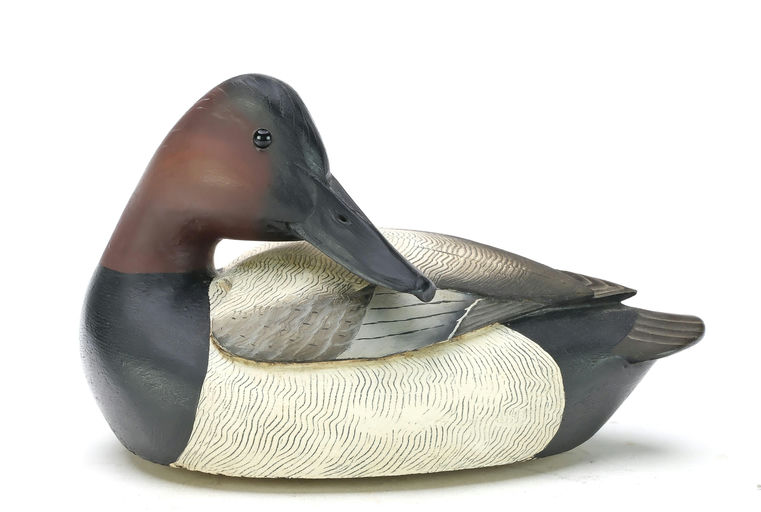 Grayson Chesser – Preening Canvasback – 2025