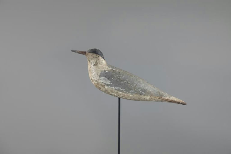 Verity Family – Exceedingly Rare Tern – 2025