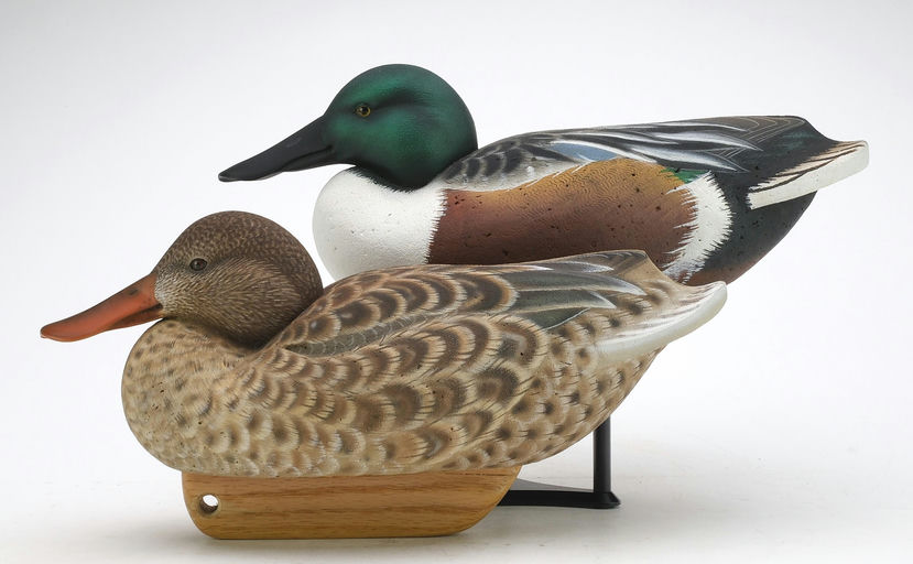 Tom Matus – Pair of Shoveler – 2024