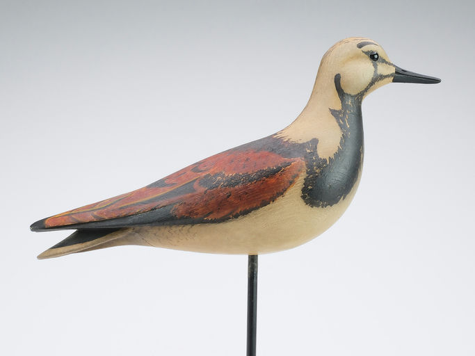 Bill Gibian – Ruddy Turnstone – 2024