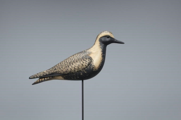 Bill Gibian – Black-Bellied Plover – 2019
