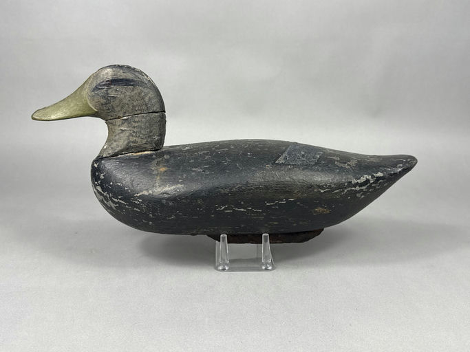 John Glenn – Black Duck – 2026