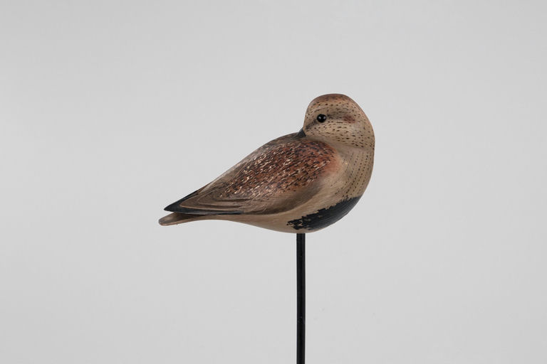 Bill Gibian – Sleeping Dunlin – 2026