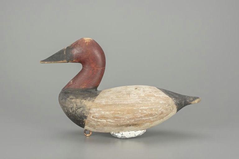 Charles Nelson Barnard – Canvasback – 2018