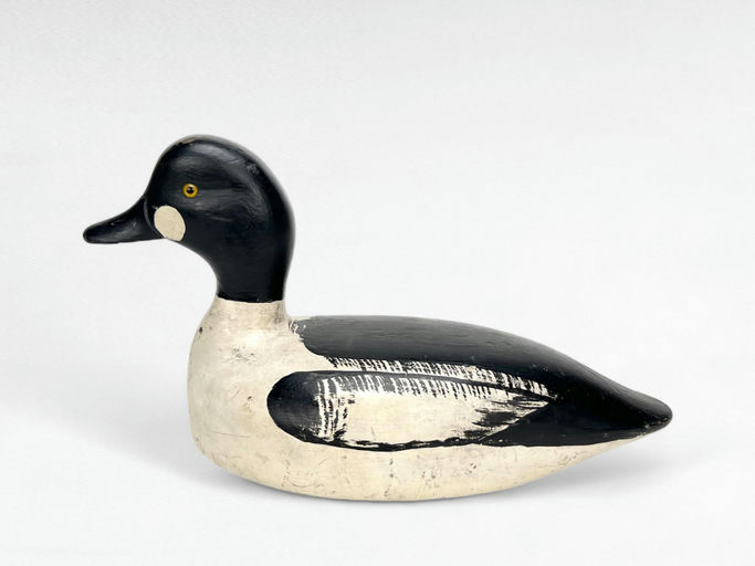 Frank Coombs — Goldeneye Drake