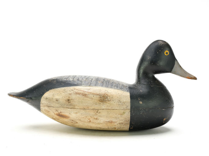 Harry V. Shourds – Scaup – 2025