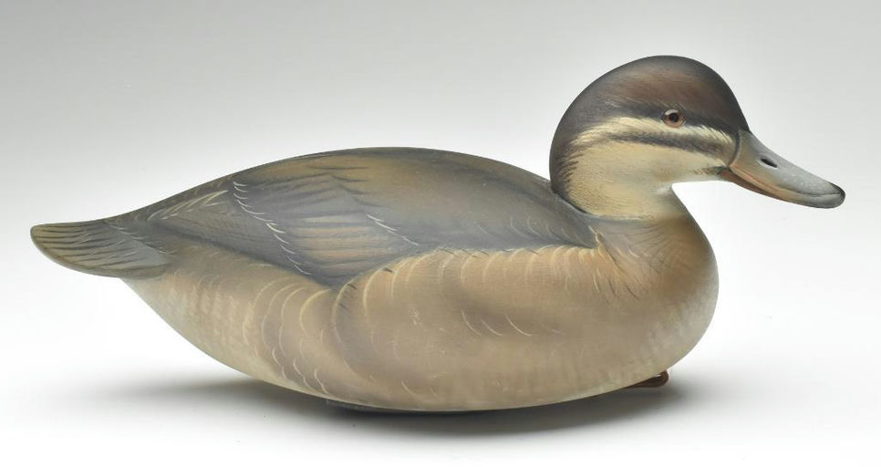 Sean Sutton – Ruddy Duck – 2023