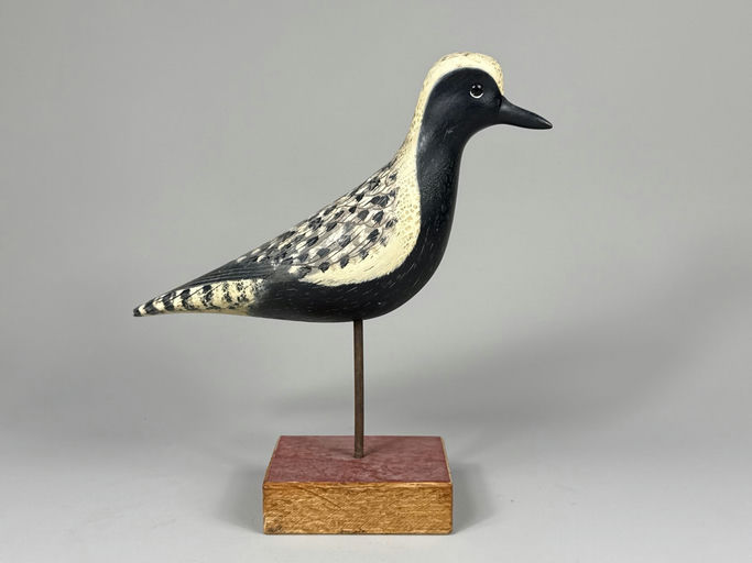 Pete Peterson – Black-bellied plover – 2026