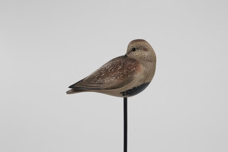 Bill Gibian – Sleeping Dunlin – 2026