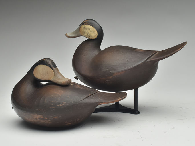 Josh Brewer – Ruddy Duck – 2023