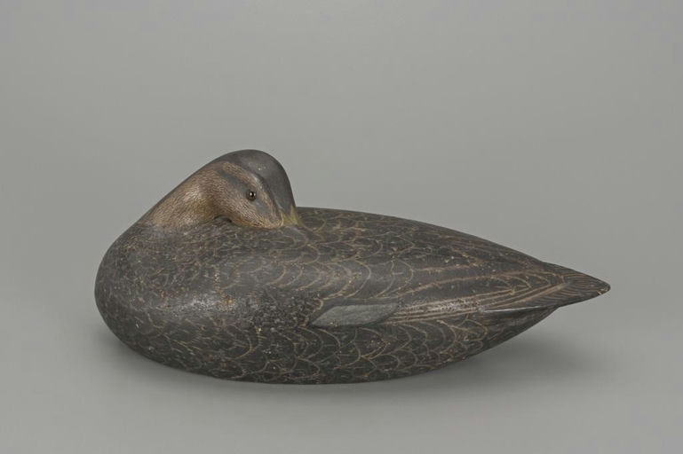 Louis Rathmell – Sleeping Black Duck – 2018