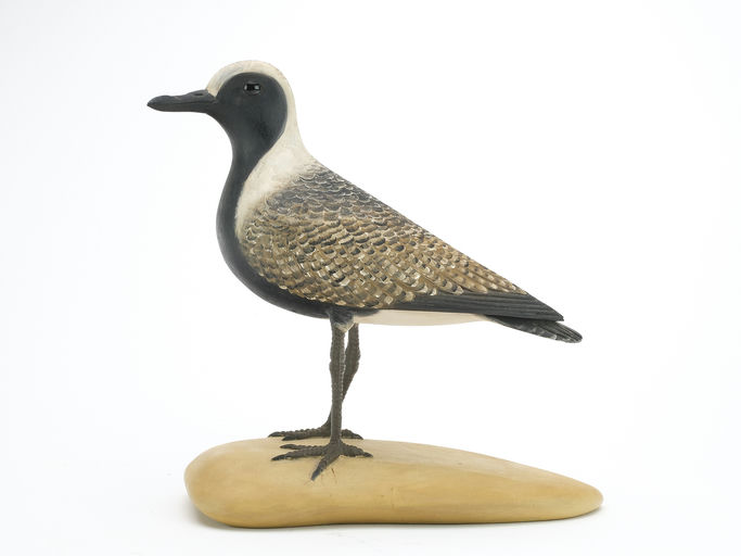 Frank Finney – Full body standing black bellied plover – 2024