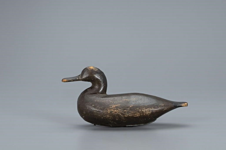 John Wesley Williams – Blue-Winged Teal – 2019