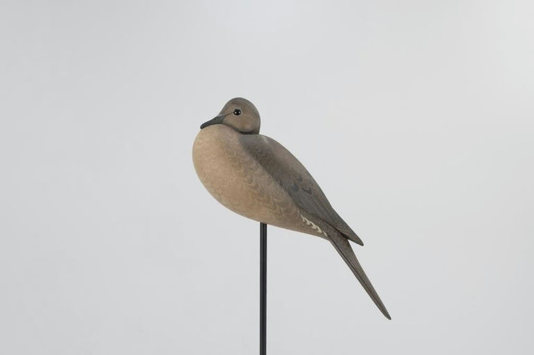 Marty Hanson – Tucked-Head Dove – 2026