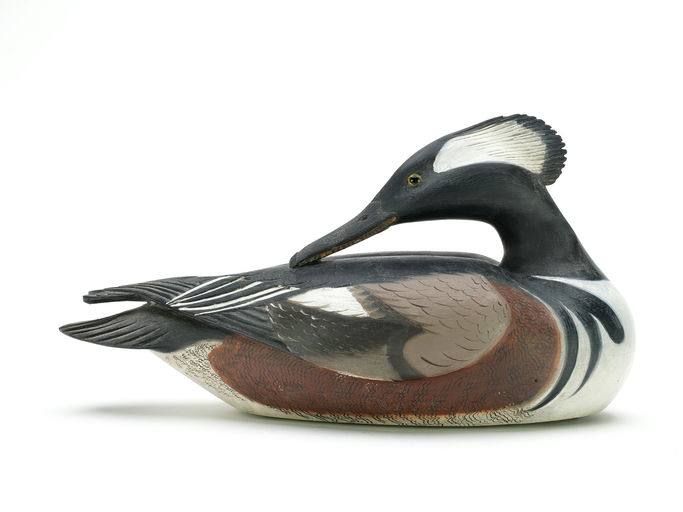 Frank Finney – Preening Hooded Merganser With Extended Crest and Relief – 2025