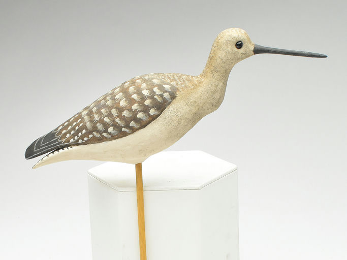 Cigar Daisey – Yellowlegs – 2023