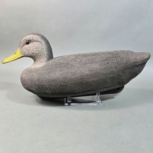 Cigar Daisey – Black duck – 2026