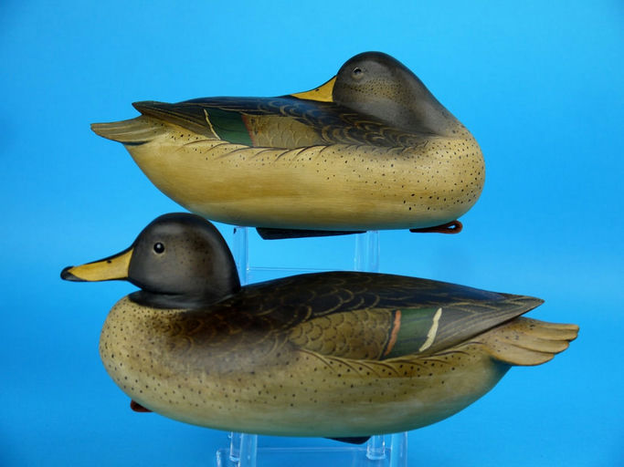 Bob White – Argentinian Speckled Teal Pair – 2026
