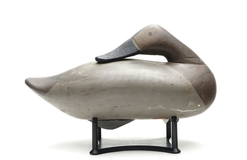 R. Madison Mitchell – Canvasback Hen – 2026