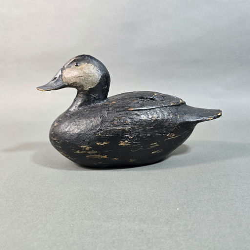 Owen Gromme – Ruddy duck – 2026