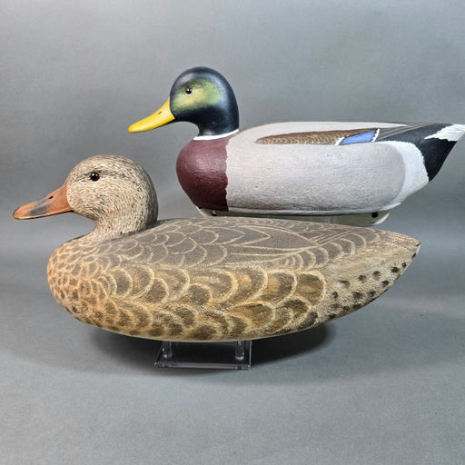 Cigar Daisey – Mallard – 2026