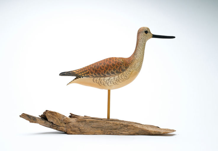 Cigar Daisey – Yellowlegs – 2025
