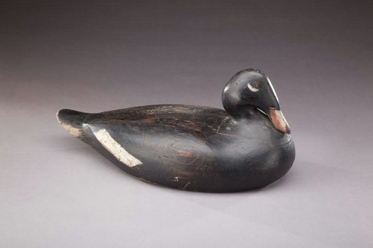 Gus Wilson – White-Winged Scoter – 2012