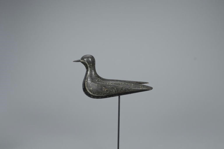 Mr. Webster – Webster Raised-wing Golden Plover – 2020