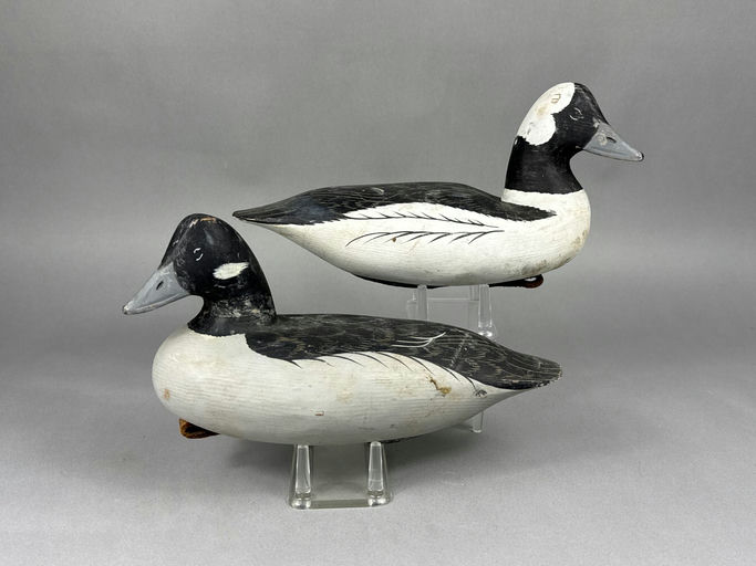 Roe Terry – Bufflehead – 2026