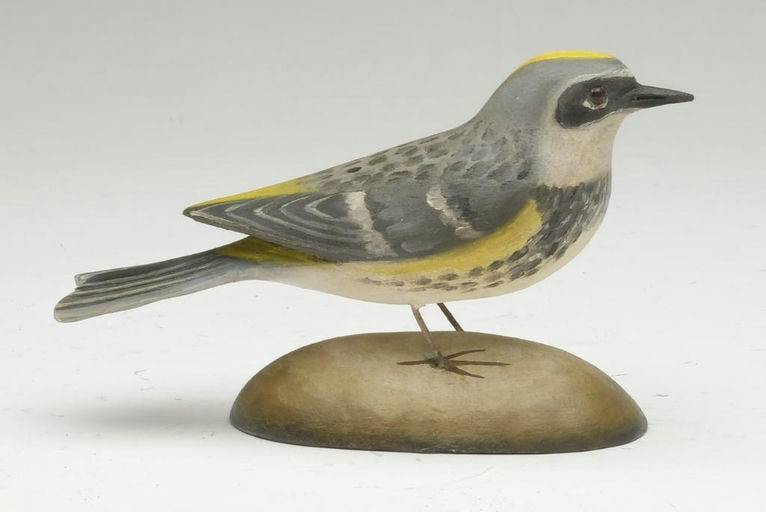 Frank Finney – Miniature yallow rumped warbler – 2023