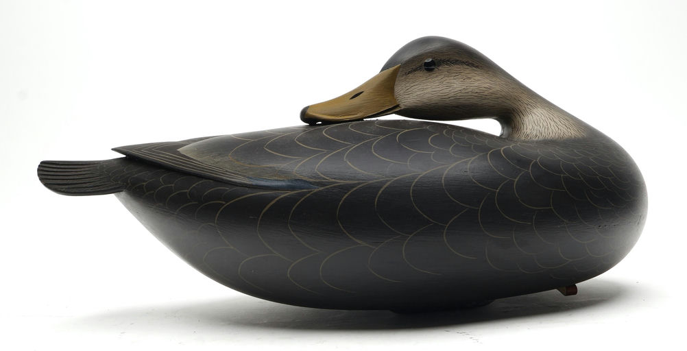 George Strunk – Sleeping Black Duck – 2026