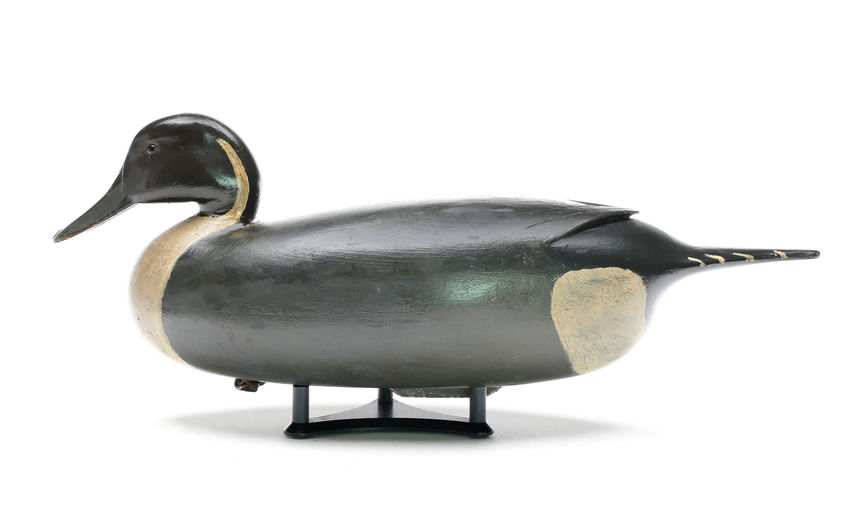 Joe King — Pintail