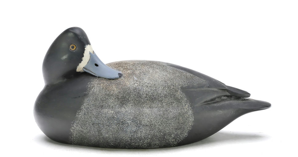 John McLoughlin – Scaup – 2025