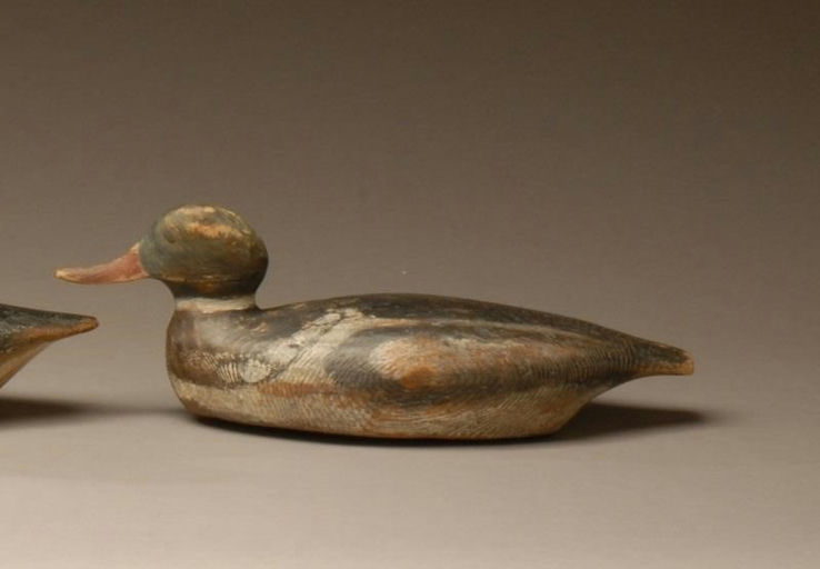 Allen P. Stuart – Red-breasted Merganser Drake – 2008