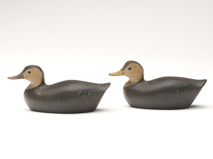 George Boyd – Black Duck – 2023
