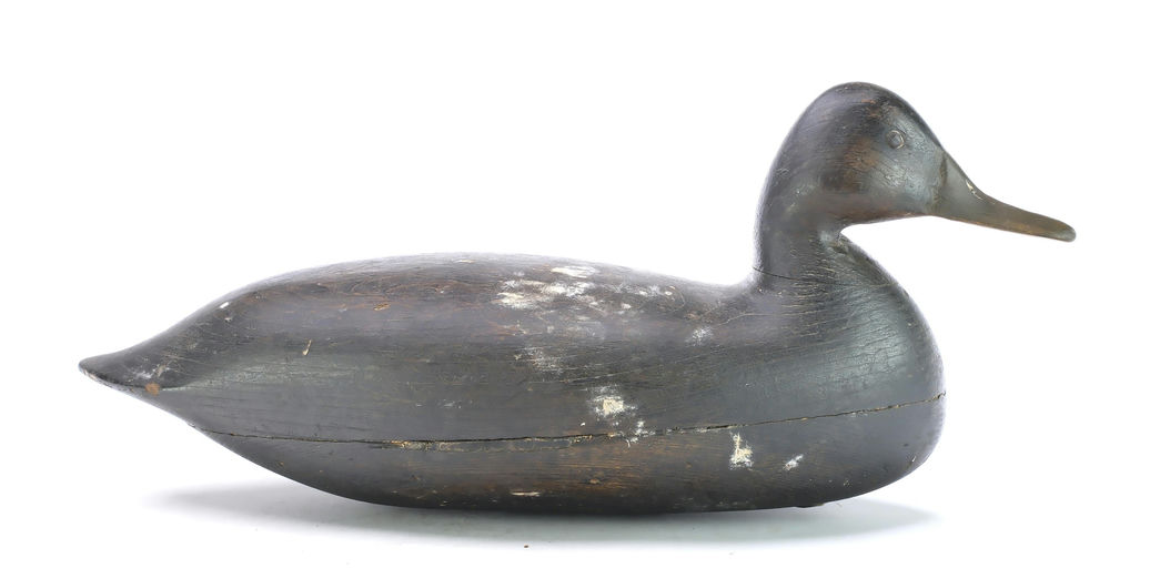 Harry V. Shourds – Black Duck – 2025